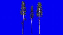 3D scots pine cluster with wind effect on blue screen 3D animation. You can easily key out (remove) the blue screen with just one click using any video editor.