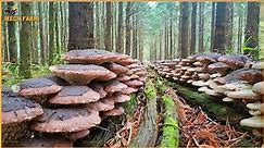 How the Japanese Grow Millions of Giant Shiitake Mushrooms in the Forest | Agriculture Farming