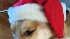 Doggo Meme #dog123 #christmas #dog #dog101 #funny #merrychristmas #puppy #husky #meme #cute #viral