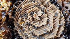 These Australian Stingless Bees Have Spiral Hives—Here's Why