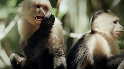 Nature:Finding Capuchin Monkeys in Costa Rican Mangroves Season 41 Episode 10