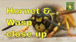 UK WILDLIFE - Wasp and Hornet - identification & comparison!