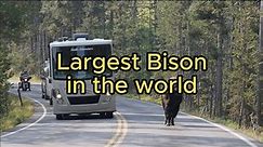 Largest Bison in the America | Bright Image
