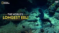 The World’s Longest Eel! | World’s Weirdest | National Geographic