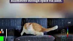 NASA sends cat video 31 million kilometres through space The record for long-distance laser messaging has been broken with a high-resolution video of Taters the cat chasing a red laser dot – it was transmitted over 31 million kilometres. https://www.newscientist.com/article/2409483-nasa-sends-cat-video-31-million-kilometres-through-space/ #cat, #NASA, #space, #Taters, #laser, #CatVideos, #communication | New Scientist