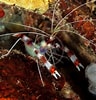 Image result for Stenopus hispidus. Size: 96 x 100. Source: aquaticsunlimited.com