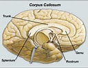 Bildergebnis für corpus callosum splenium. Größe: 128 x 100. Quelle: blog.naver.com