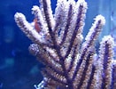 Image result for "Muriceopsis Flavida". Size: 131 x 100. Source: www.youtube.com