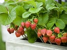 Bildresultat för Strawberry Plants. Storlek: 133 x 100. Källa: www.thespruce.com