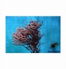 Image result for Muricea pinnata Geslacht. Size: 96 x 100. Source: www.transmarine.de