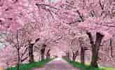 Cherry Blossom ਲਈ ਪ੍ਰਤੀਬਿੰਬ ਨਤੀਜਾ. ਆਕਾਰ: 164 x 100. ਸਰੋਤ: ovsjournalists.com