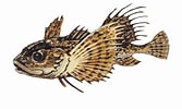 Image result for Fourhorn Sculpin. Size: 167 x 100. Source: flickr.com