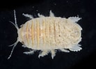 Image result for "thyropus Sphaeroma". Size: 138 x 100. Source: invertebase.org