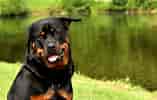 Bildresultat för Rottweiler. Storlek: 157 x 100. Källa: www.hundeo.com