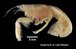 Image result for "upogebia Major". Size: 153 x 100. Source: www.invertebase.org