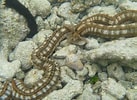 Image result for Synapta maculata Geslacht. Size: 137 x 100. Source: www.pinterest.cl