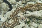 Image result for Synapta maculata Stam. Size: 146 x 100. Source: www.pinterest.cl
