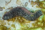 Image result for "holothuria Coluber". Size: 148 x 100. Source: reeflifesurvey.com