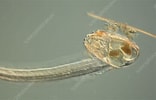Image result for "oikopleura Gracilis". Size: 156 x 100. Source: www.sciencephoto.com
