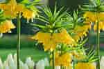Image result for "fritillaria Helena". Size: 150 x 100. Source: blog.longfield-gardens.com