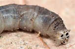 Image result for "beaked Larva". Size: 152 x 100. Source: bugguide.net