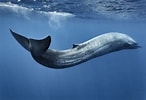 Image result for Balaenoptera. Size: 146 x 100. Source: www.biographic.com