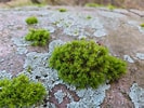 Image result for Moss. Size: 133 x 100. Source: www.reddit.com