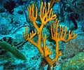 Image result for Fire Coral Species. Size: 120 x 100. Source: diveadvisor.com