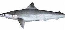 Image result for "carcharhinus Borneensis". Size: 215 x 92. Source: laberintoenextincion.blogspot.com