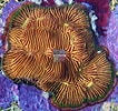 Image result for "leptoseris Cucullata". Size: 106 x 100. Source: reefs.com