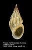 Image result for "rissoa Membranacea". Size: 65 x 100. Source: www.marinespecies.org