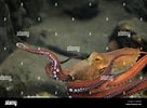Image result for "octobranchus Floriceps". Size: 136 x 100. Source: www.alamy.com