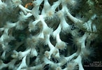Image result for Lophelia pertusa Habitat. Size: 146 x 100. Source: portal.gulfcouncil.org