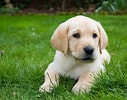 Image result for Labrador Retriever Hundetype. Size: 127 x 100. Source: www.pinterest.com
