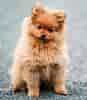 Billedresultat for Pomeranian. størrelse: 87 x 100. Kilde: petsyfy.com