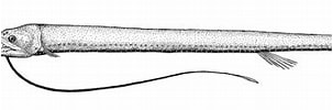 Image result for "leptostomias Gladiator". Size: 303 x 82. Source: azoresbioportal.uac.pt