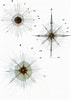 Image result for "acanthocolla Cruciata". Size: 71 x 100. Source: www.zoology.bio.spbu.ru