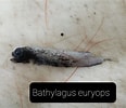 Image result for "bathylagus Euryops". Size: 116 x 100. Source: www.gbif.org