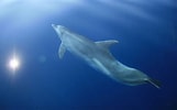 Billedresultat for Cetacea Animal. størrelse: 161 x 100. Kilde: www.blue-world.org