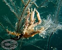 Image result for "amphithyrus Bispinosus". Size: 125 x 100. Source: www.chaloklum-diving.com