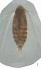 Image result for Nannocalanus minor Stam. Size: 60 x 100. Source: www.odb.ntu.edu.tw