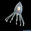 Image result for "euphysetta Elegans". Size: 100 x 100. Source: www.poppe-images.com