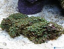 Image result for "Zoanthus Pulchellus". Size: 129 x 100. Source: www.3reef.com