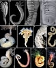 Image result for Polycirrus medusa Geslacht. Size: 82 x 100. Source: www.researchgate.net