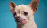 Image result for Chihuahua. Size: 164 x 100. Source: nuevodia.com.ve