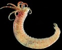 Image result for Ampharete acutifrons. Size: 123 x 100. Source: www.invertebase.org