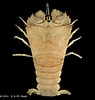 Image result for "thenus Orientalis". Size: 95 x 100. Source: www.crustaceology.com
