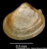 Image result for "myrtea Spinifera". Size: 97 x 100. Source: naturalhistory.museumwales.ac.uk