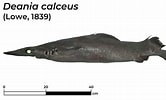 Image result for "deania Histricosa". Size: 166 x 100. Source: shark-references.com