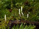 Image result for "typhlomangelia Nivalis". Size: 136 x 100. Source: alchetron.com